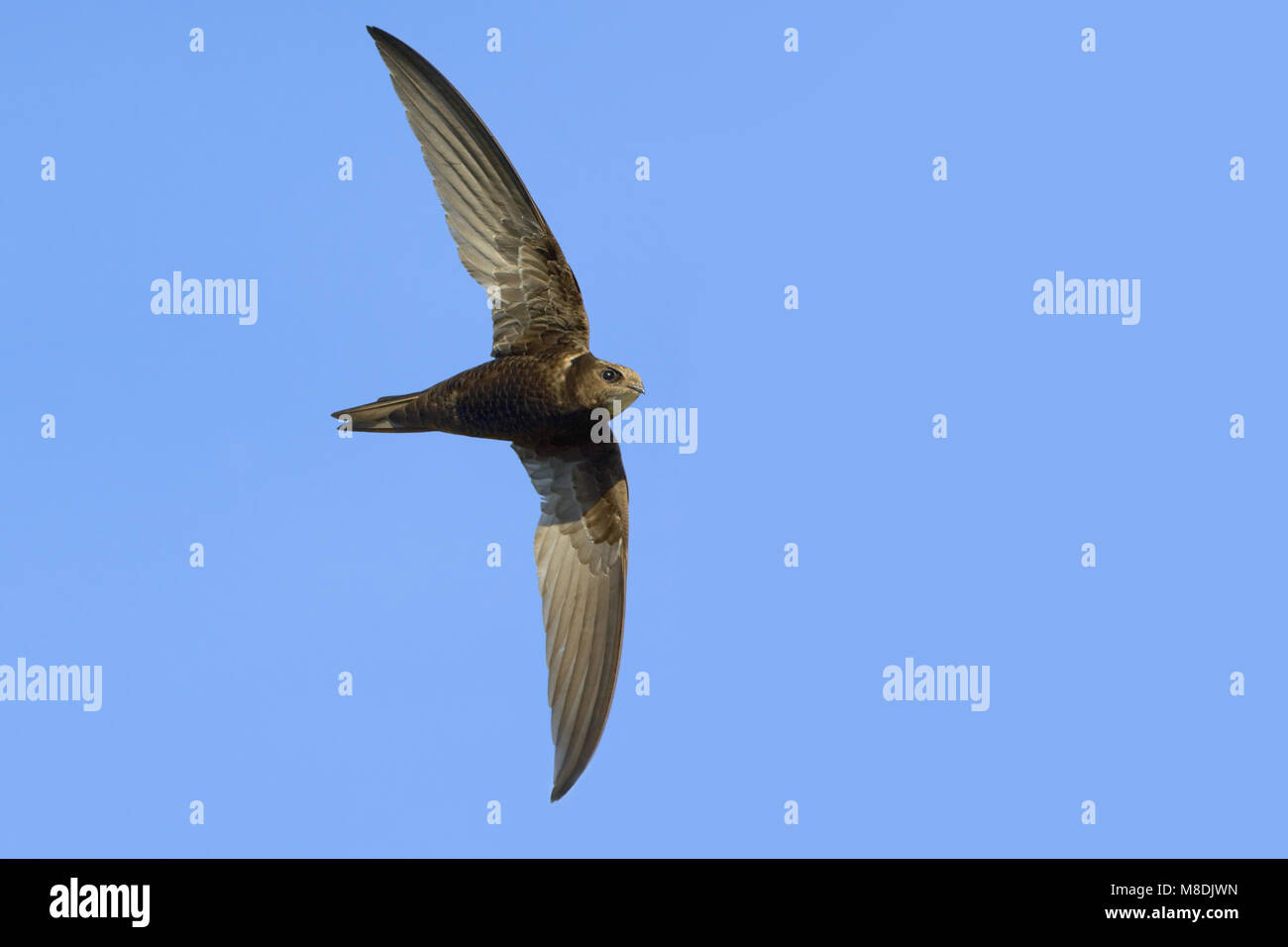 Common swift flying hi-res stock photography and images - Alamy