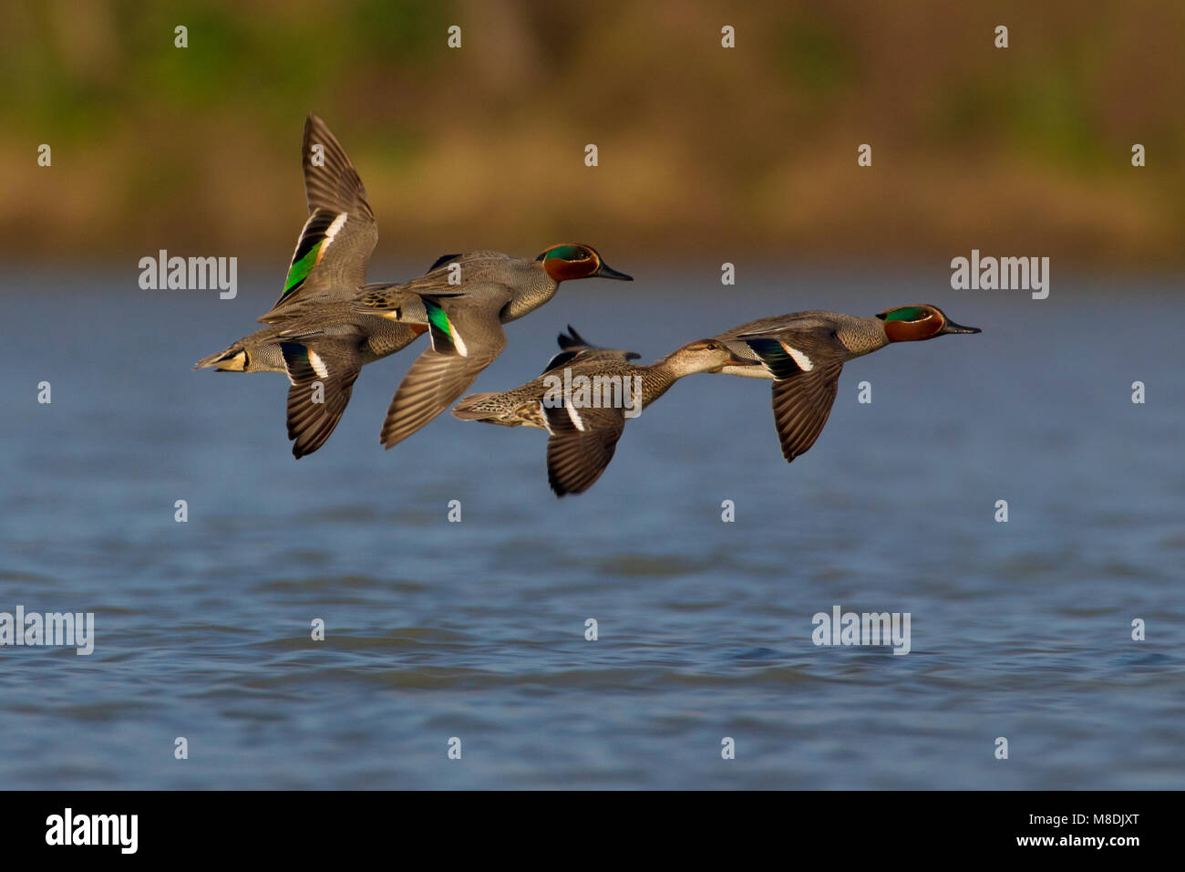 Teal duck flying hi-res stock photography and images - Alamy
