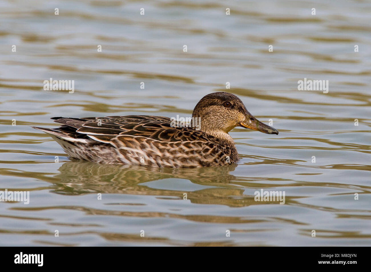 Zwemmend vrouwtje Wintertaling; Swimming female Teal Stock Photo