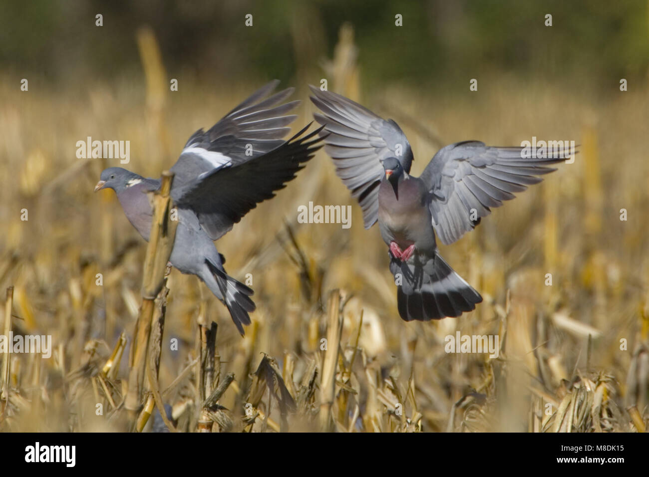 Houtduif landend in veld; Common Wood Pigeon landing in field Stock Photo