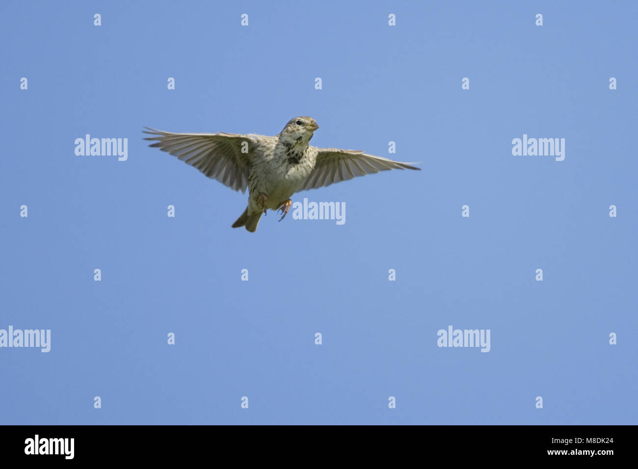 Corn Bunting flying; Grauwe Gors vliegend Stock Photo