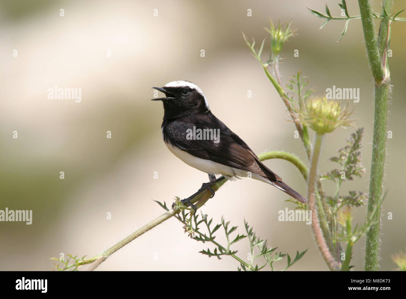 Mannetje Cyprustapuit; male Cyprus Wheatear Stock Photo