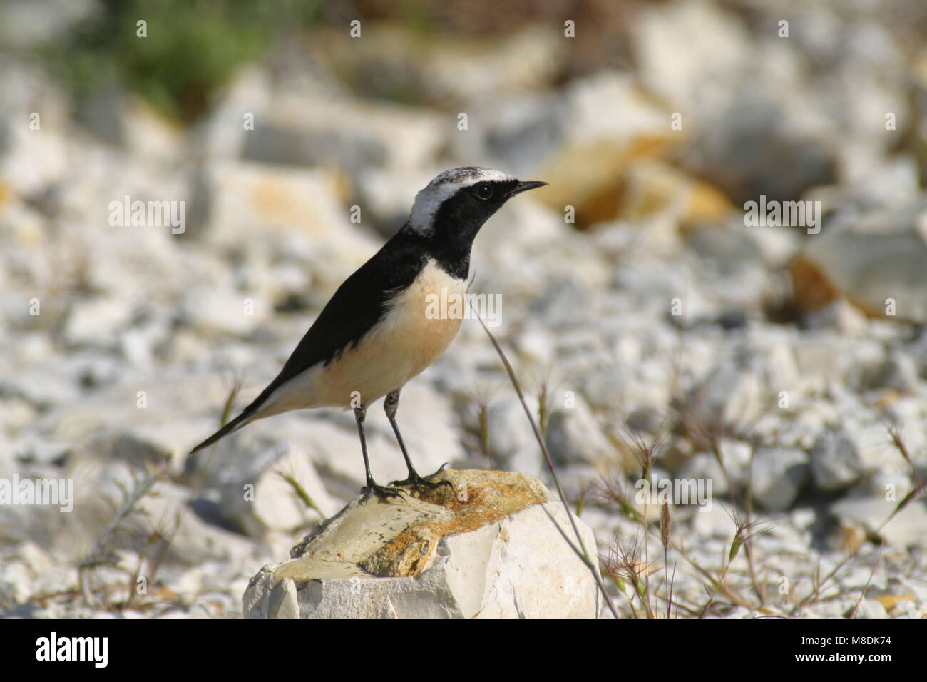Mannetje Cyprustapuit; male Cyprus Wheatear Stock Photo