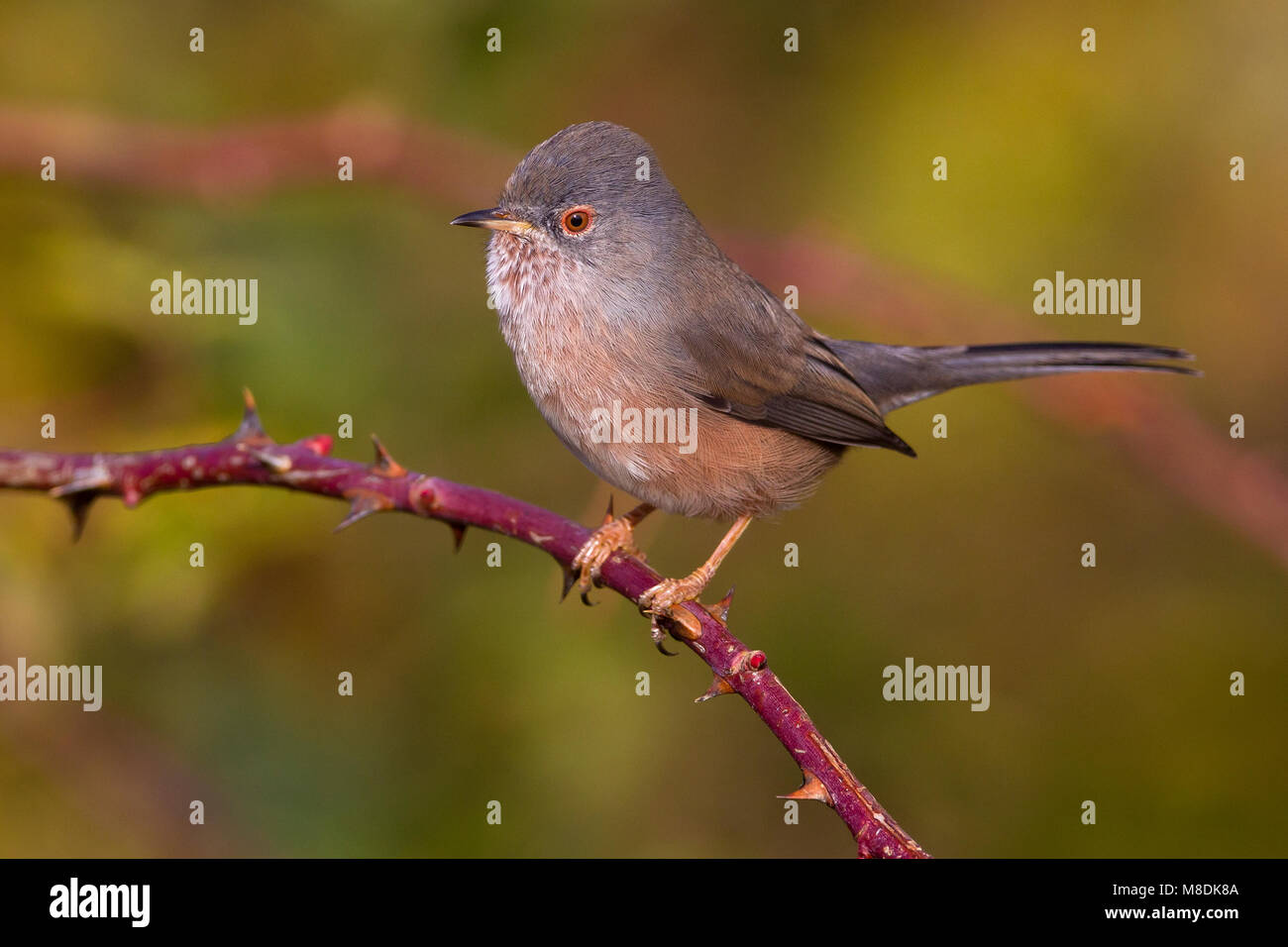 Provencaalse Grasmus; Dartford Warbler Stock Photo