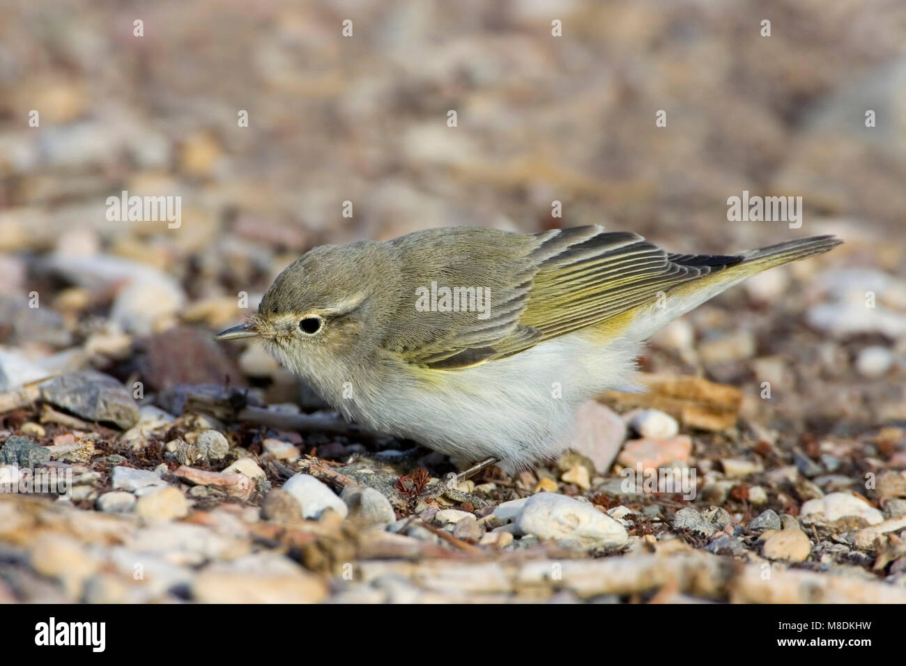 Eastern Bonelli's Warbler (Phylloscopus orientalis) during spring migration in Eilat Stock Photo