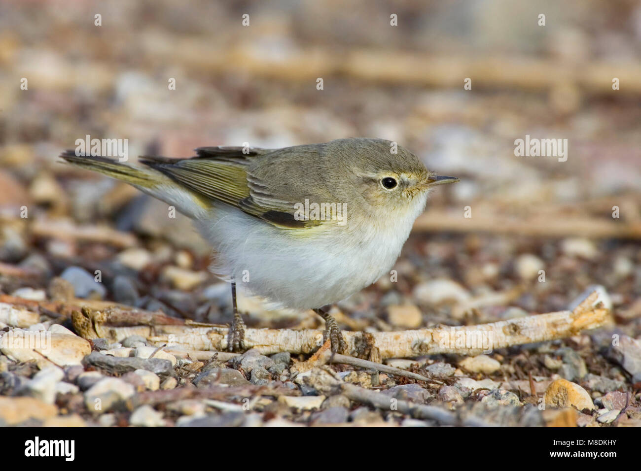 Eastern Bonelli's Warbler (Phylloscopus orientalis) during spring migration in Eilat Stock Photo