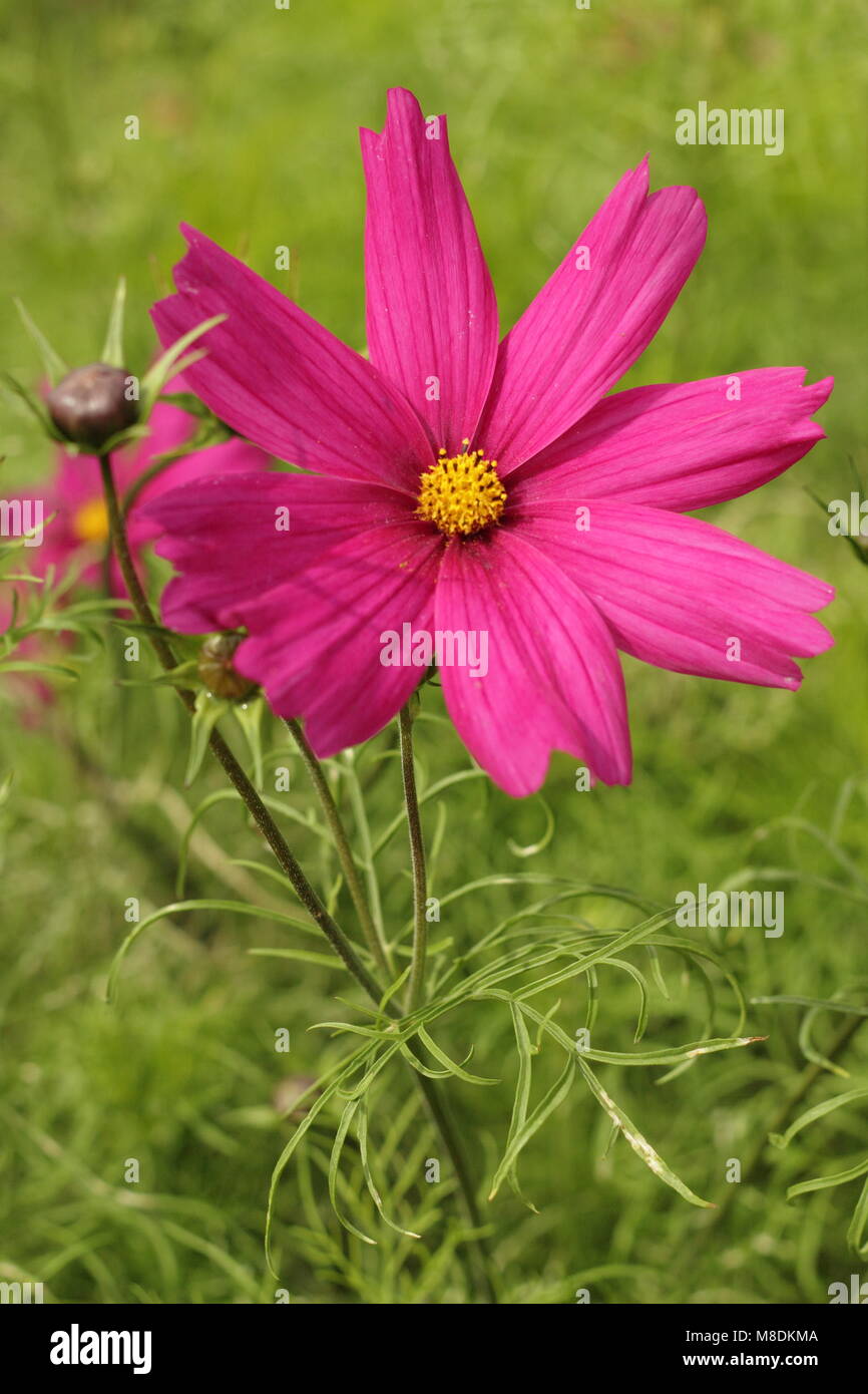 Cosmos bipinnatus 'Dazzler' in a cottage garden planting scheme, late  summer, UK Stock Photo - Alamy