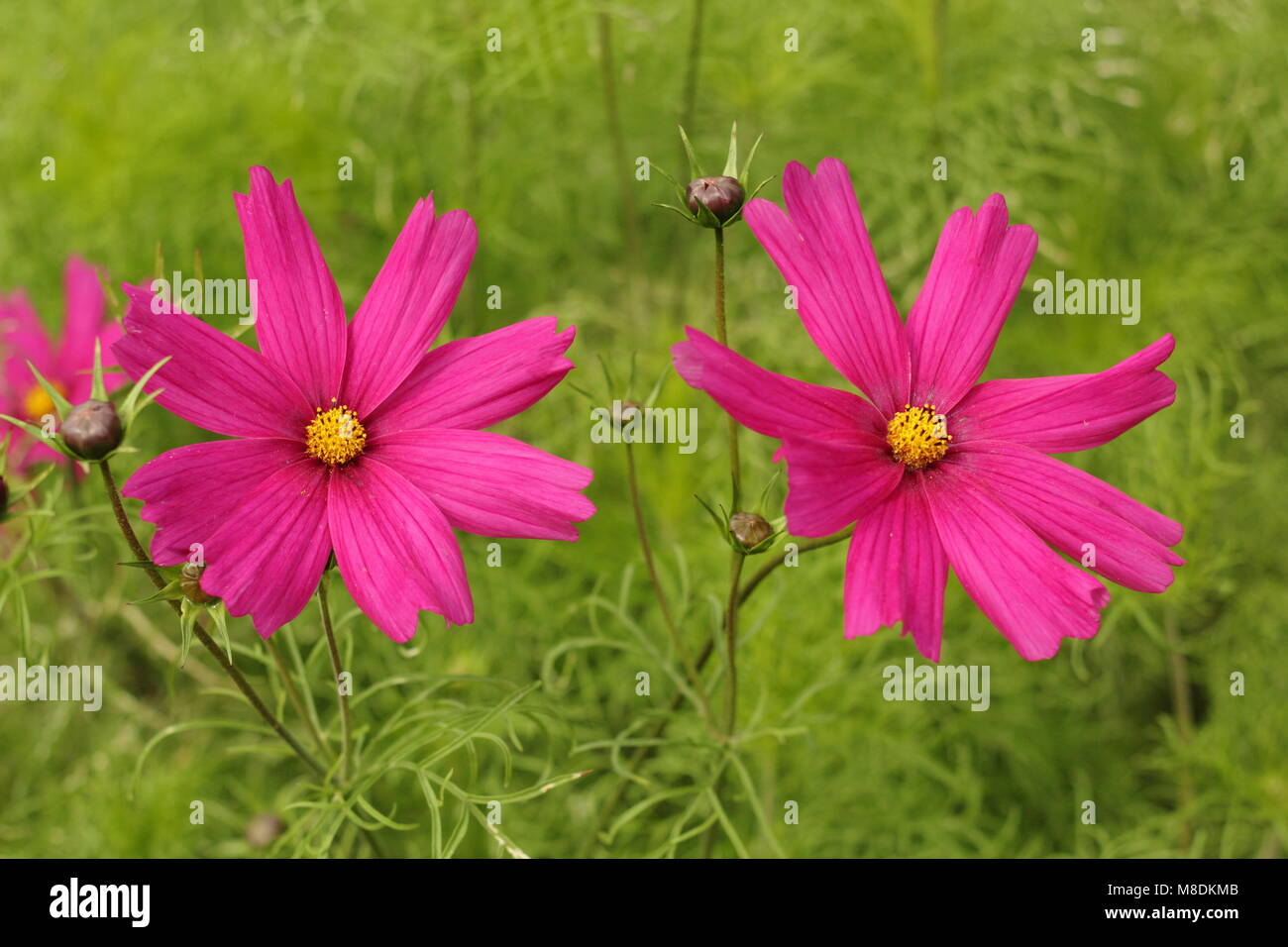 Cosmos bipinnatus 'Dazzler'  in a cottage garden planting scheme, late summer, UK Stock Photo