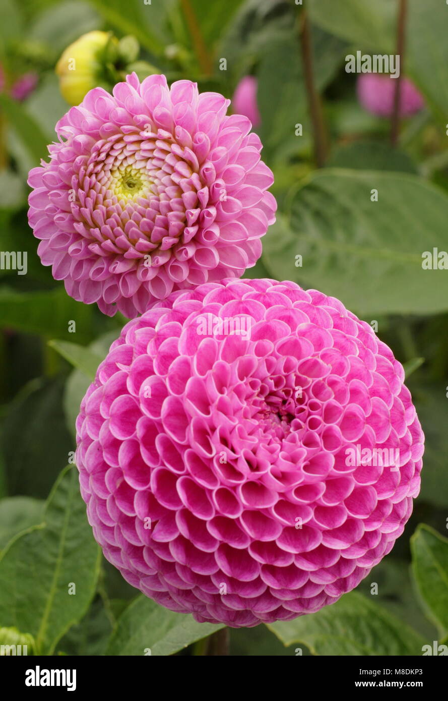 Dahlia 'Wizard of Oz' in flower in late summer garden border, UK Stock Photo