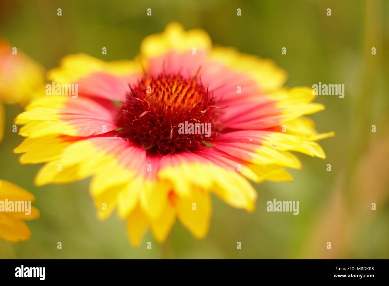 Gaillardia aristata, Blanket flower, in bloom in a late summer garden border, UK Stock Photo