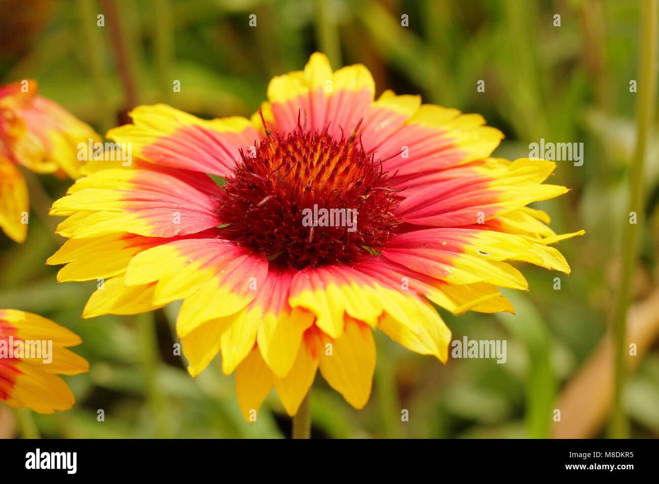 Blanket flower hires stock photography and images Alamy