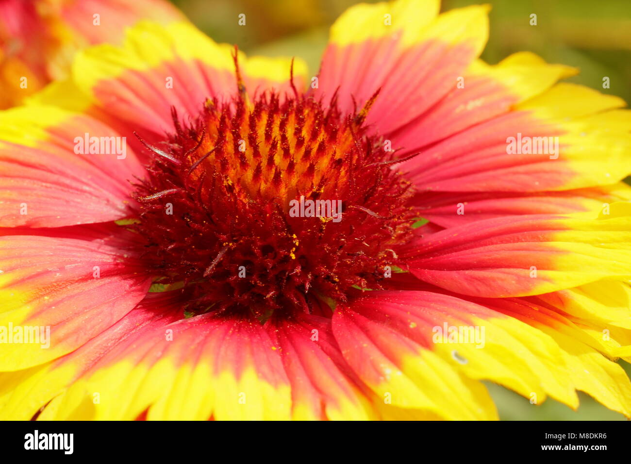 Blanketflower hires stock photography and images Alamy