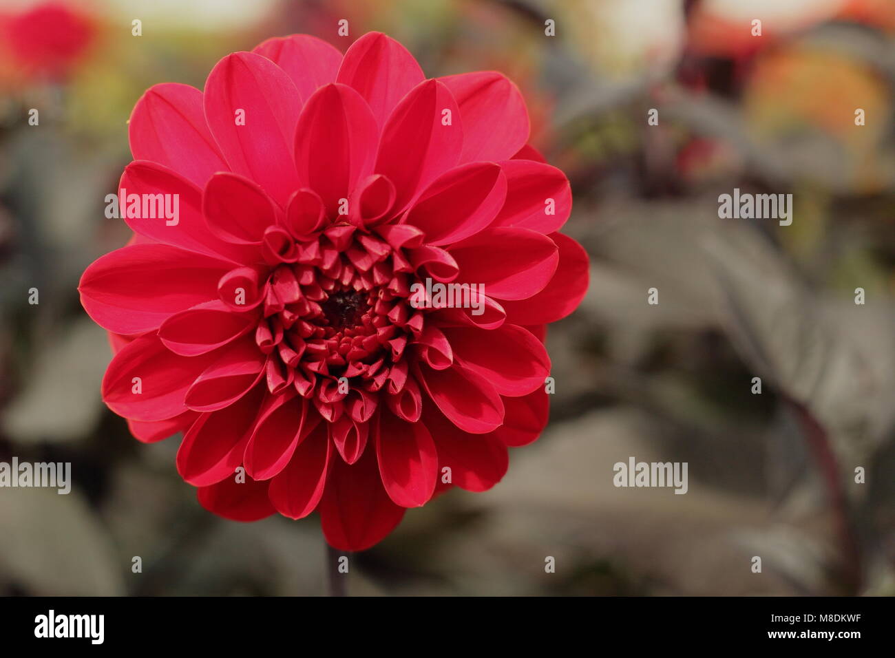 Dahlia's garden border hi-res stock photography and images - Alamy