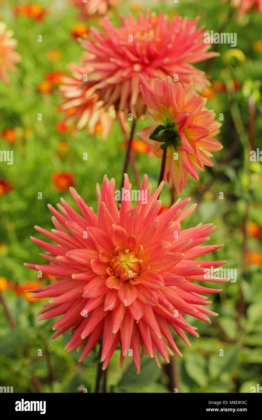 Comanche hires stock photography and images Alamy