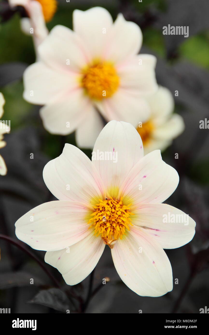 Dahlia 'Twyning's After Eight' in flower in the late summer border of an English garden, UK Stock Photo