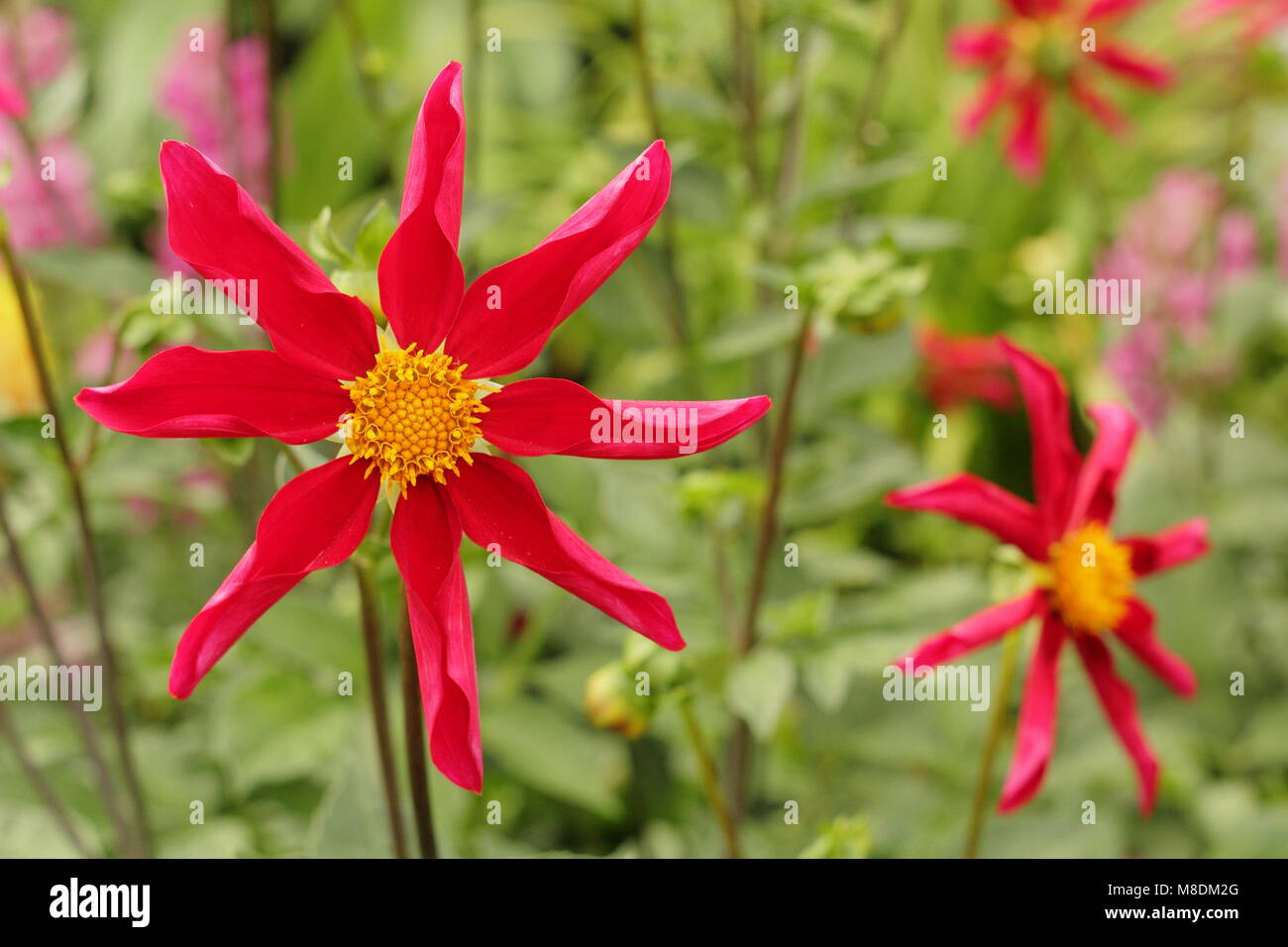 Dahlia 'Honka Red', an orchid dahlia, in flower in the summer border of an English garden, late summer, UK Stock Photo