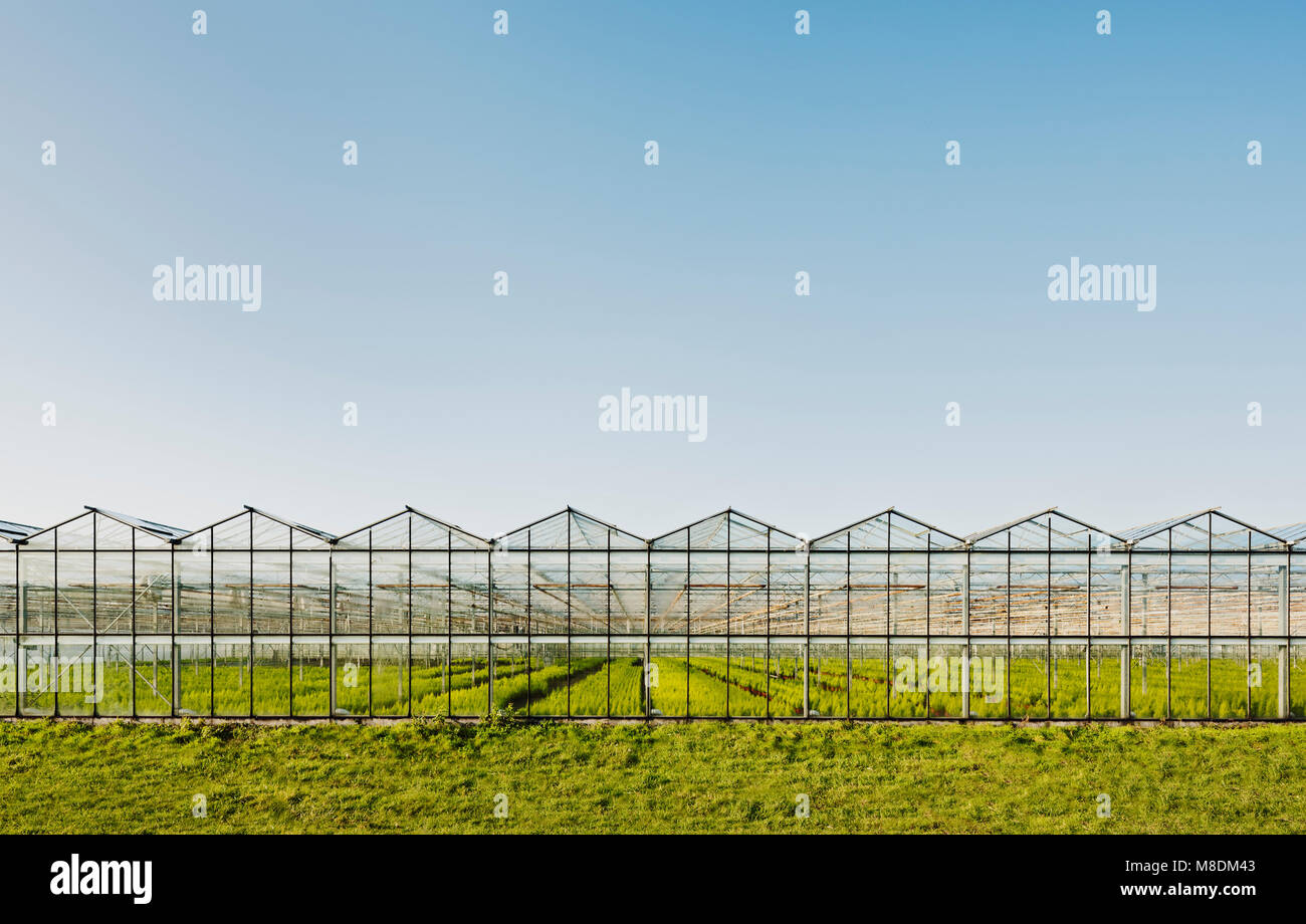 Greenhouse in Westland, area with the highest concentration of