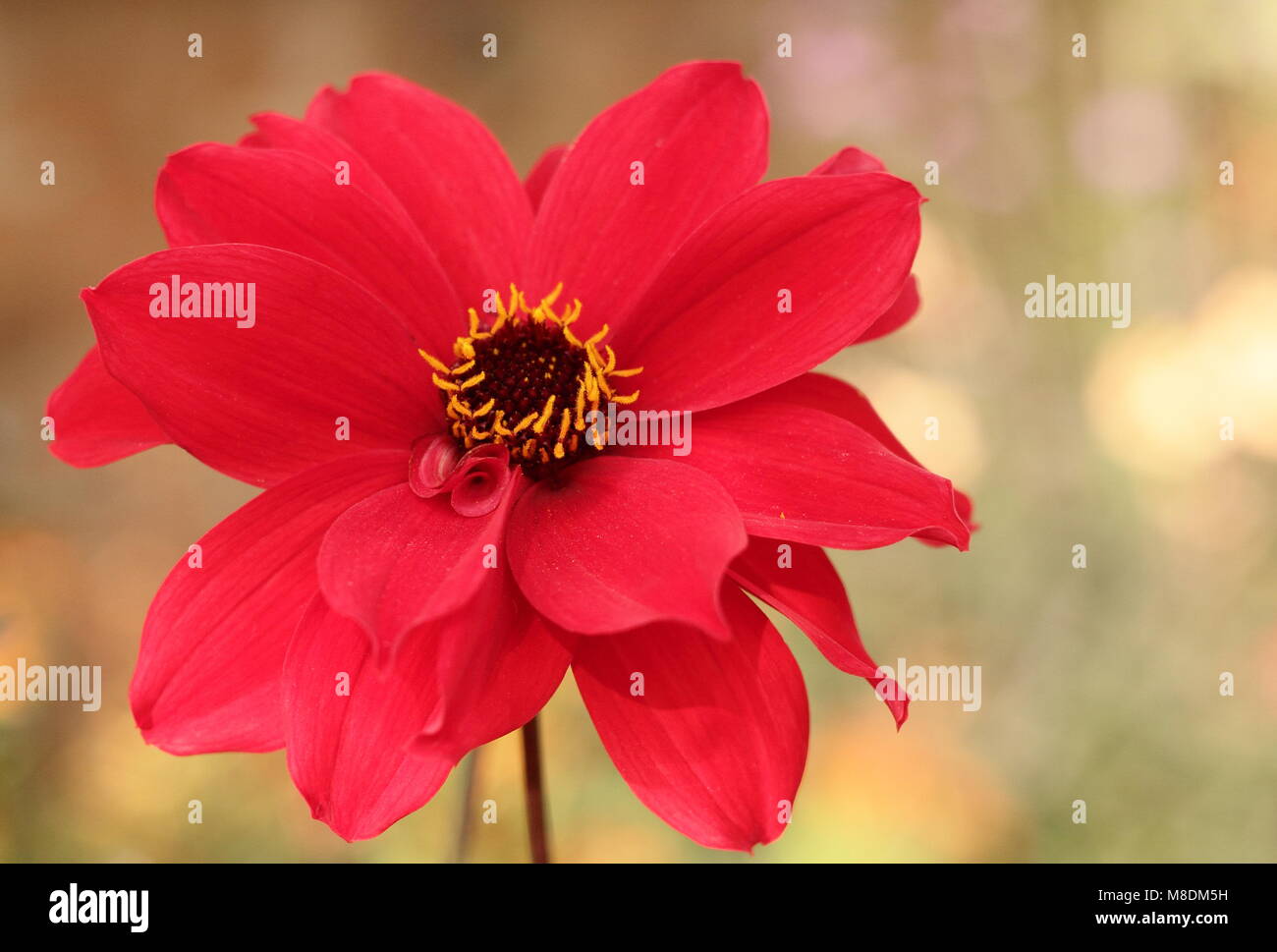 Dahlia 'Bishop of Auckland' in flower in the summer border of an English garden, late summer, UK Stock Photo