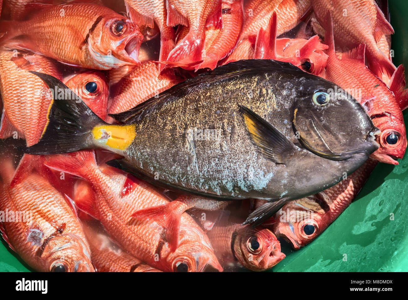 Overhead view of variety of fish in tub, Tarrafal, Cape Verde, Africa Stock Photo