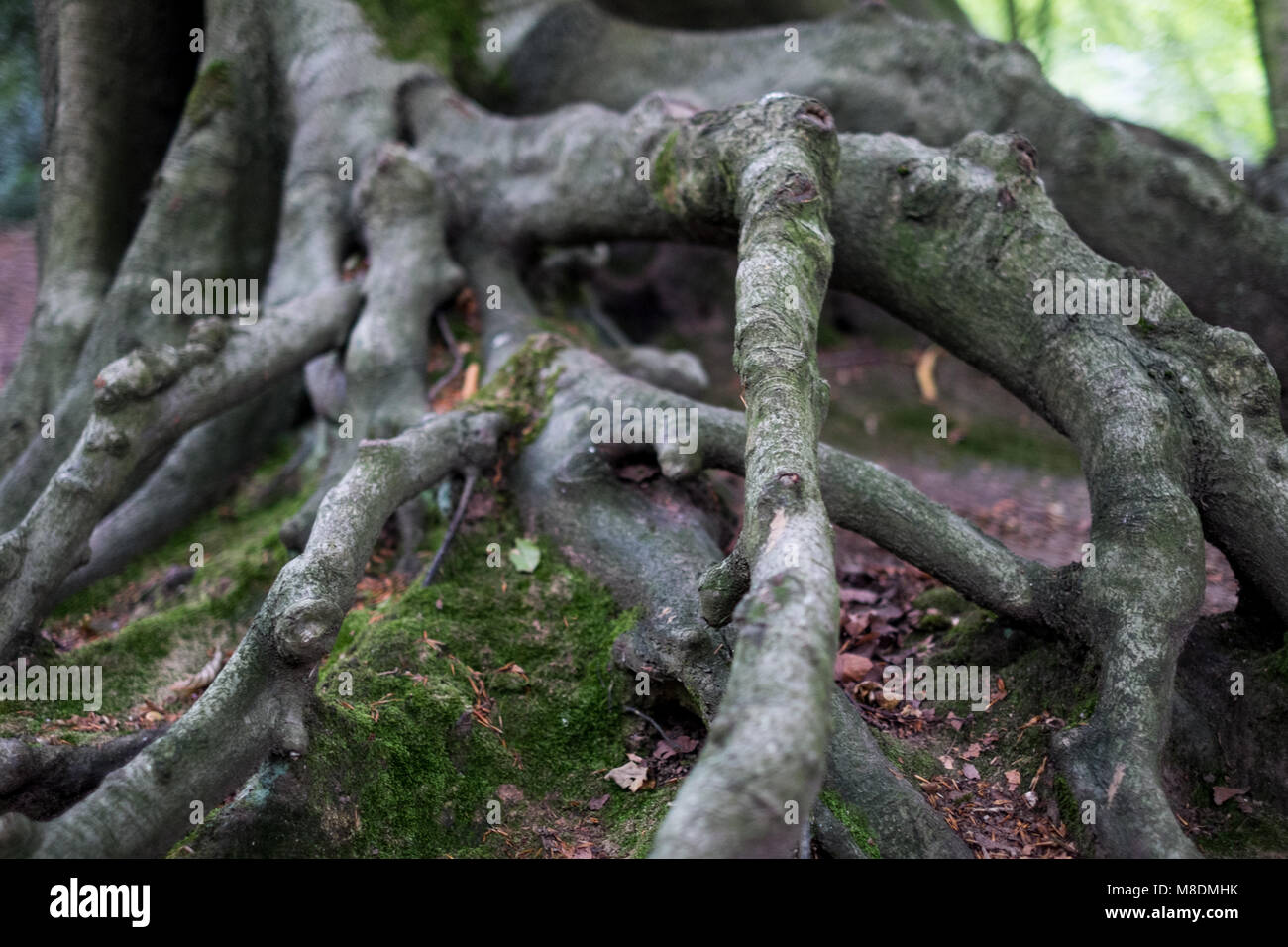 Tree Roots - Stock Image