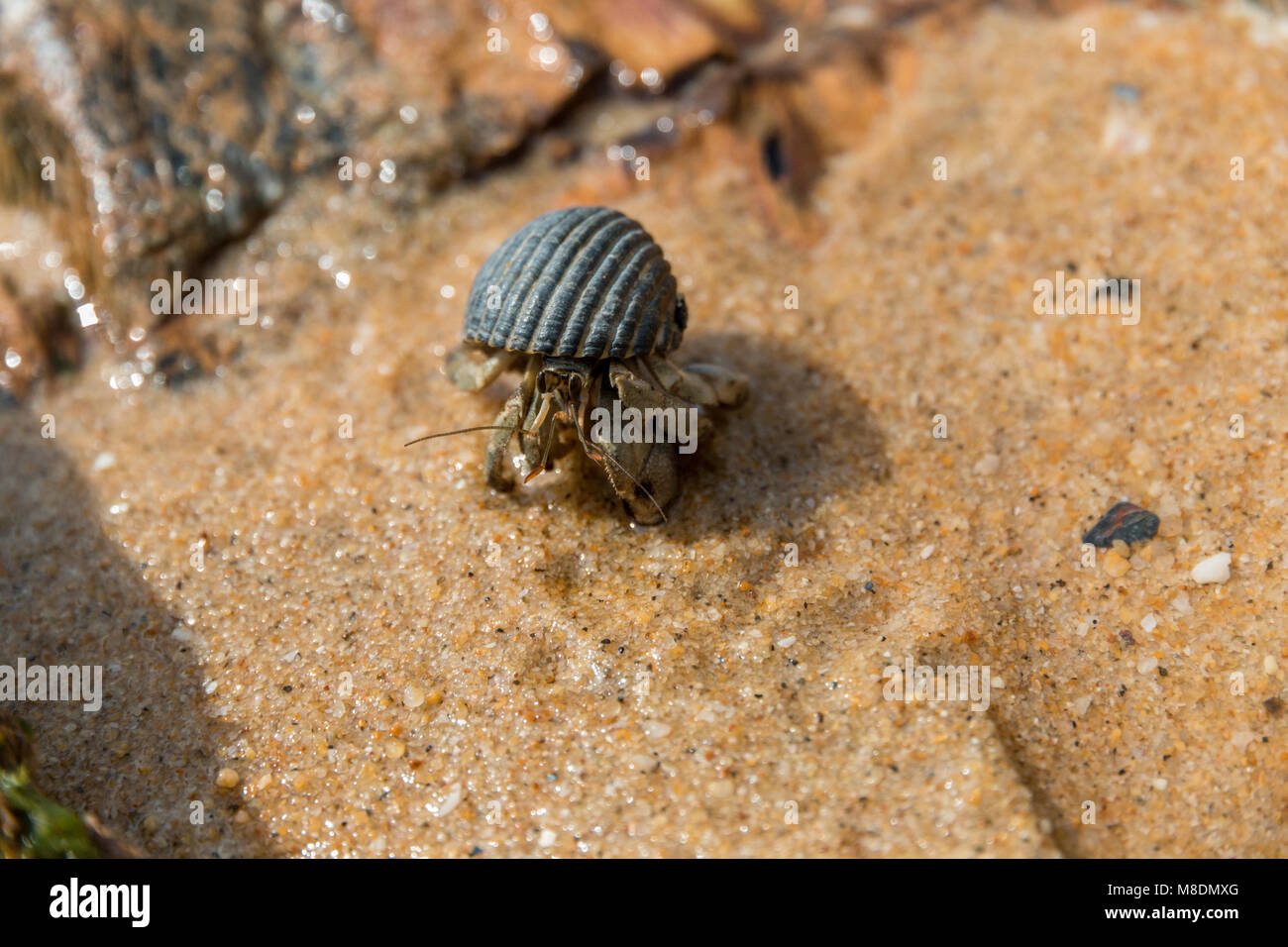 Crab gills hires stock photography and images Alamy