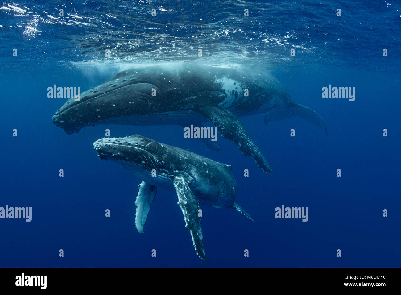 Humpback whale (Megaptera novaeangliae) and calf in the waters of Tonga Stock Photo