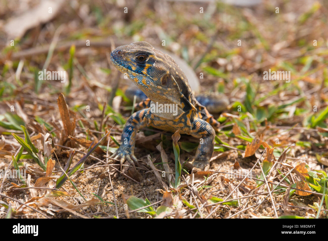 A close-up of the front body of a common butterfly lizard (Leiolepis belliana) on a field in Terengganu, Malaysia. Stock Photo