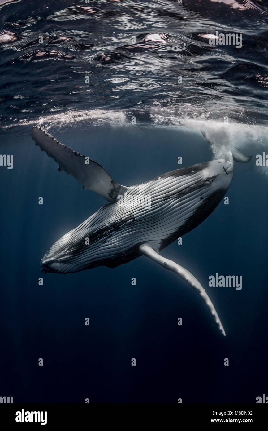 Humpback whale (Megaptera novaeangliae) in the waters of Tonga Stock Photo