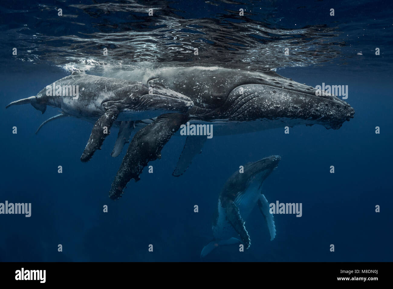 Humpback whale (Megaptera novaeangliae) and calf in the waters of Tonga Stock Photo