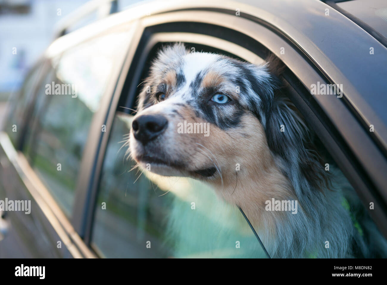 Why Does My Puppy Throw Up In The Car