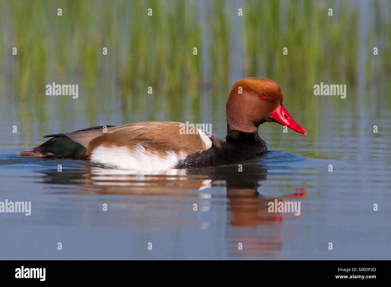 Mannetje Krooneend; Male Red-crested Pochard Stock Photo