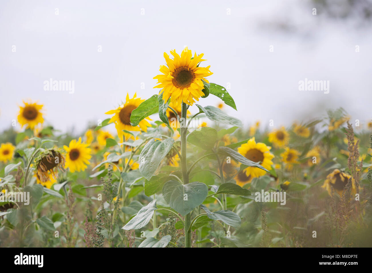 Sunflowers growing in field, close-up Stock Photo