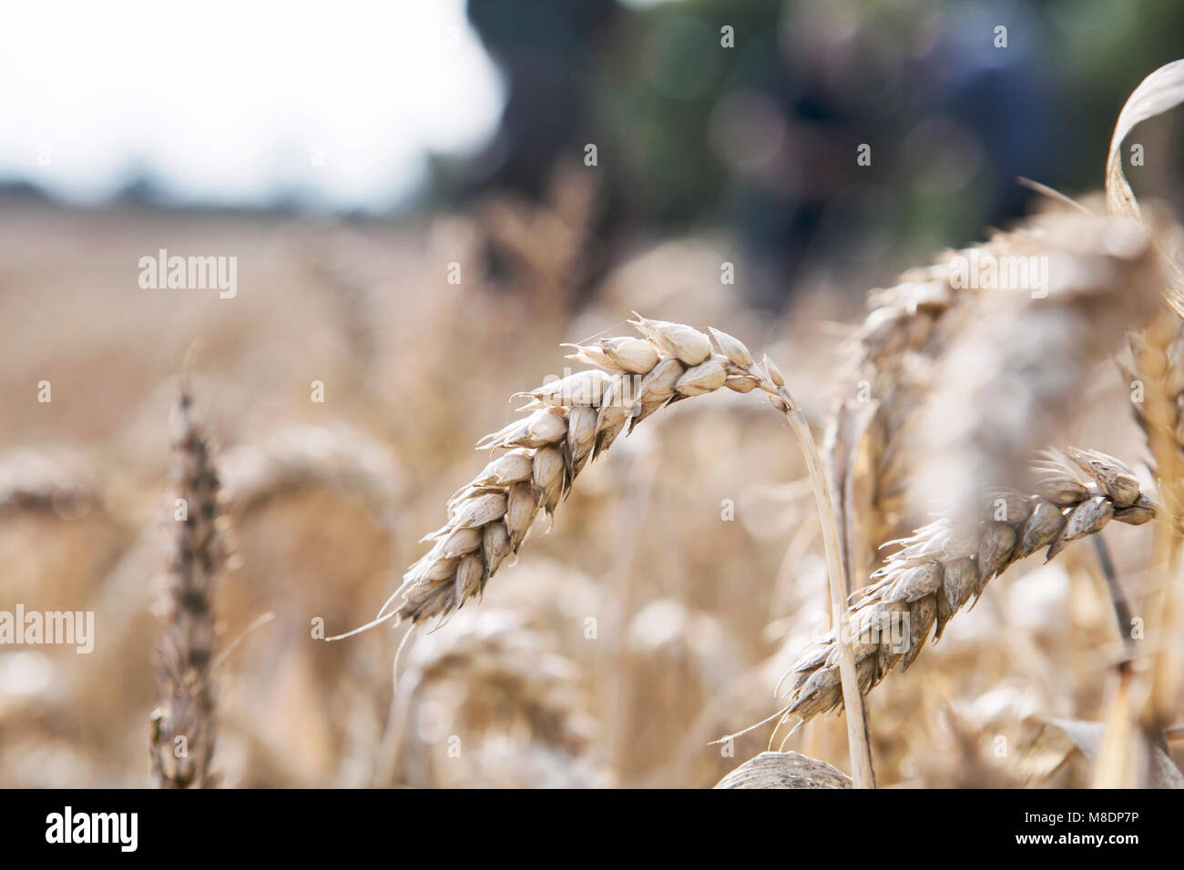 Wheat growing in field, close-up Stock Photo