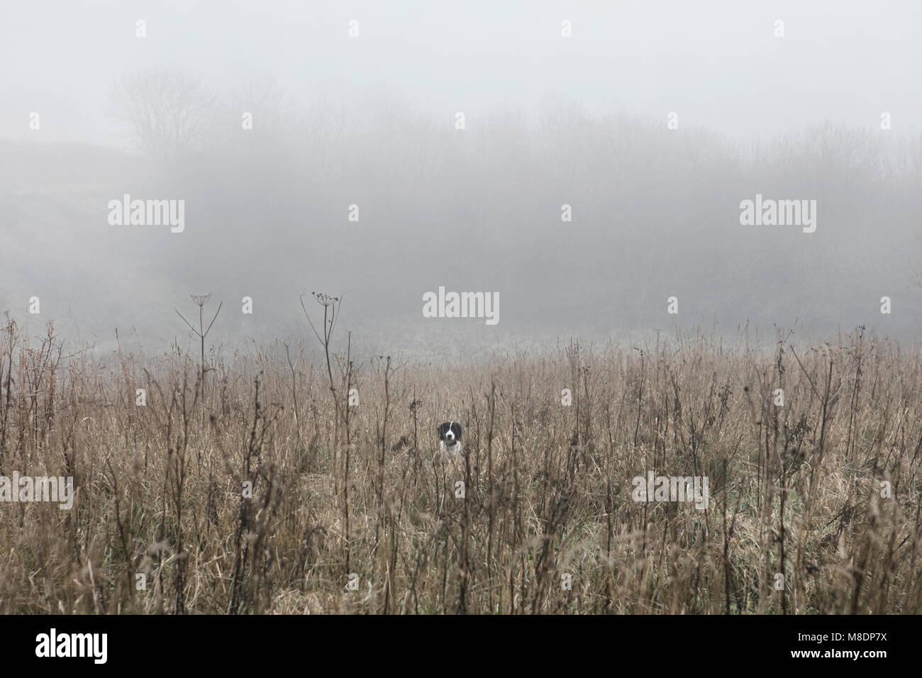 Portrait of dog in misty field, Houghton-le-Spring, Sunderland, UK Stock Photo