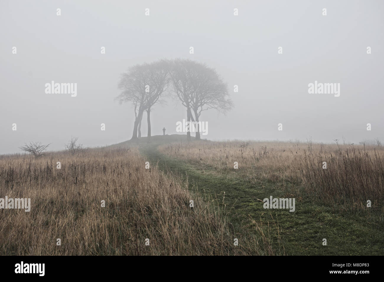 Rural scene with trees in mist, Houghton-le-Spring, Sunderland, UK Stock Photo