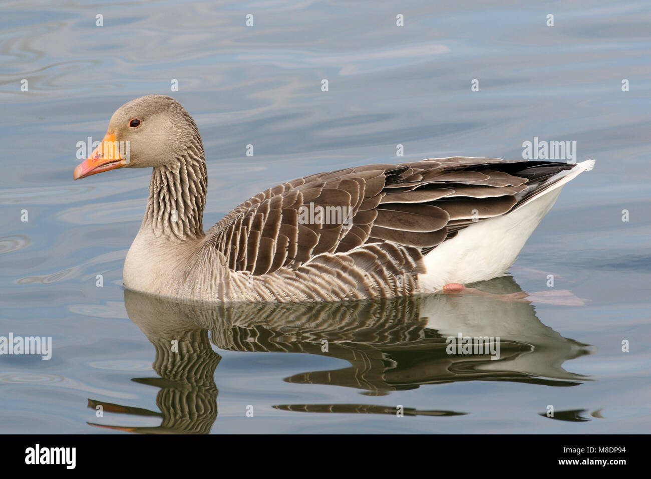 Greylag Goose Anser anser Swimming Stock Photo