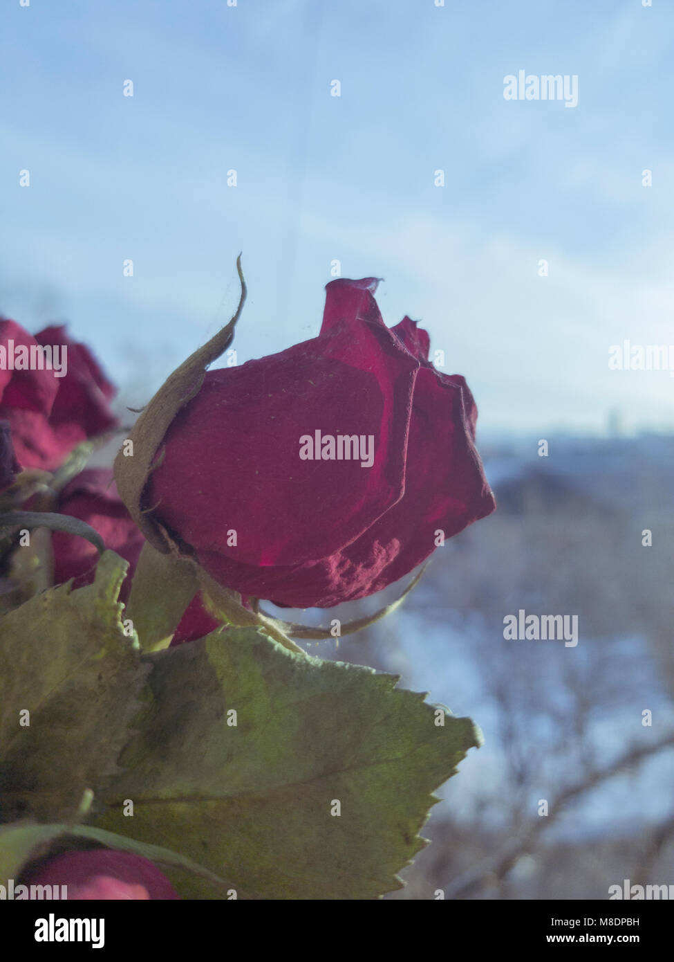 Dried rose bud on a blue sky background Stock Photo - Alamy