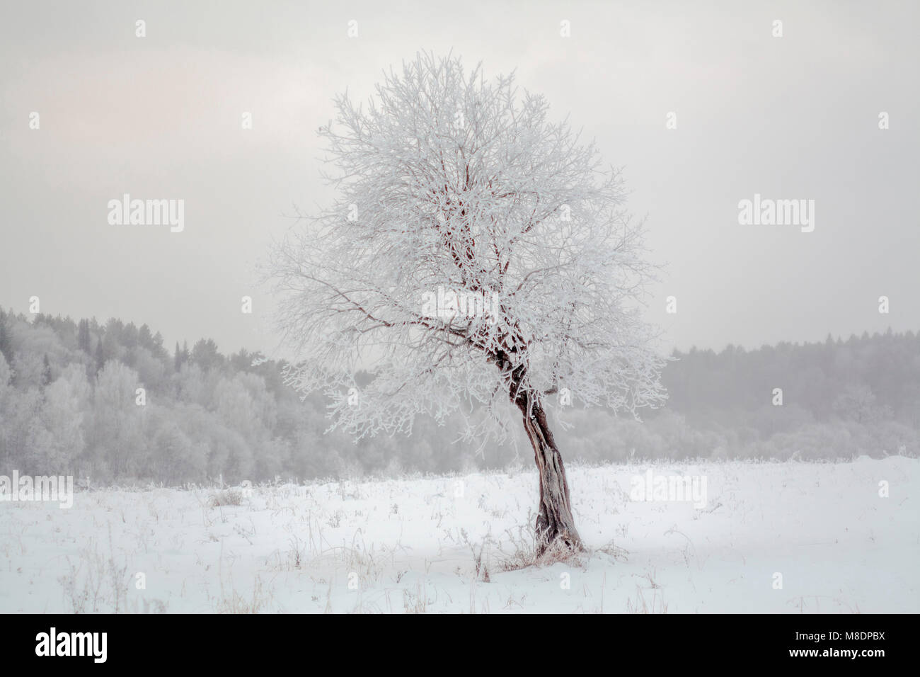 Snow covered tree, Ural, Sverdlovsk, Russia Stock Photo