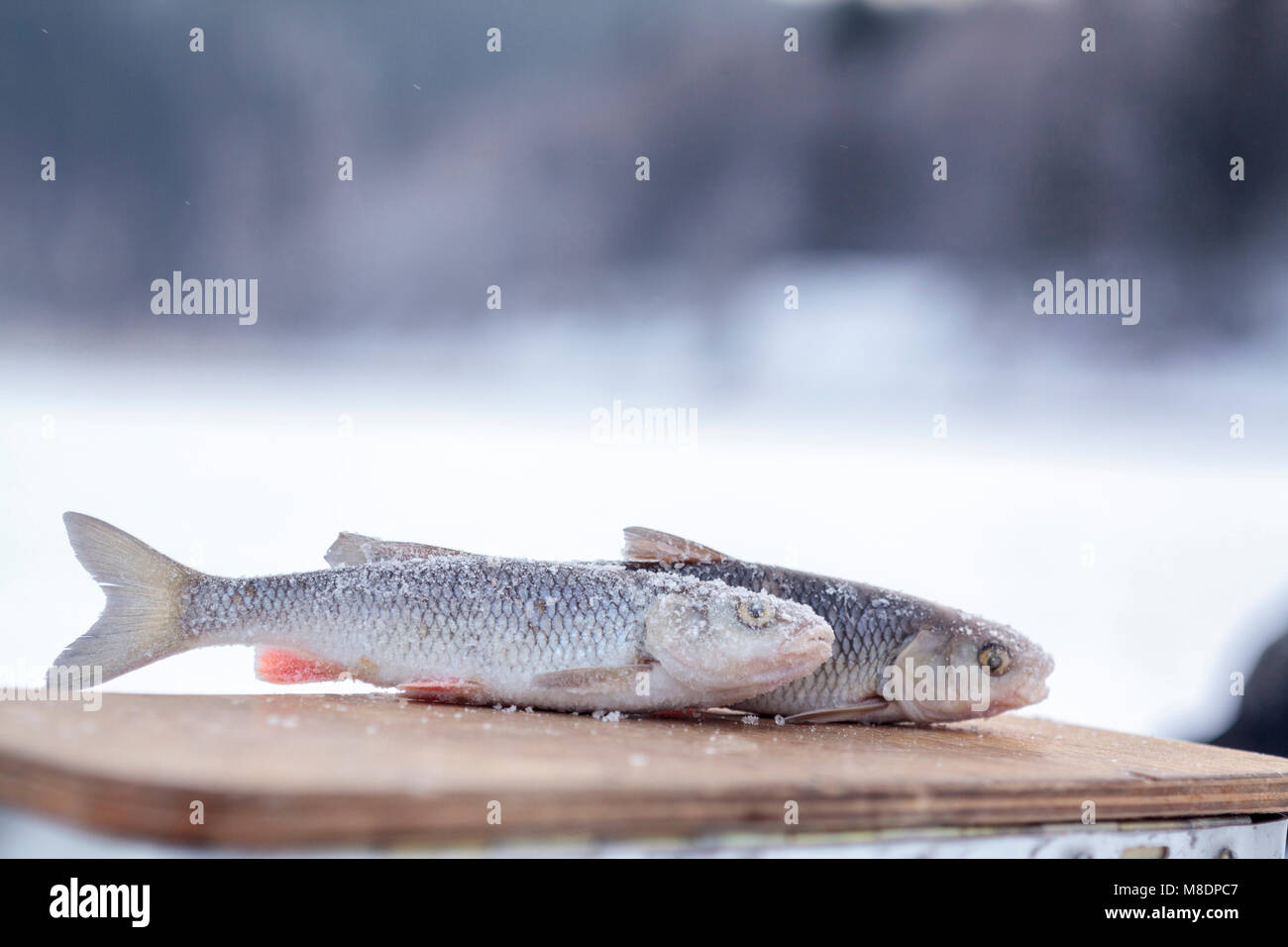 Frozen fish Stock Photo