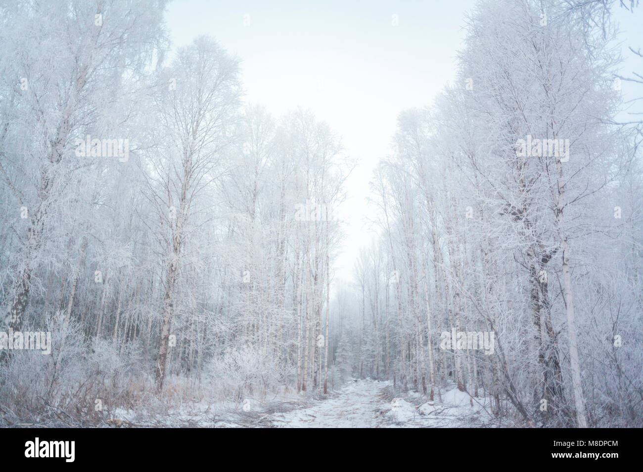 Forest, Ural, Sverdlovsk, Russia Stock Photo