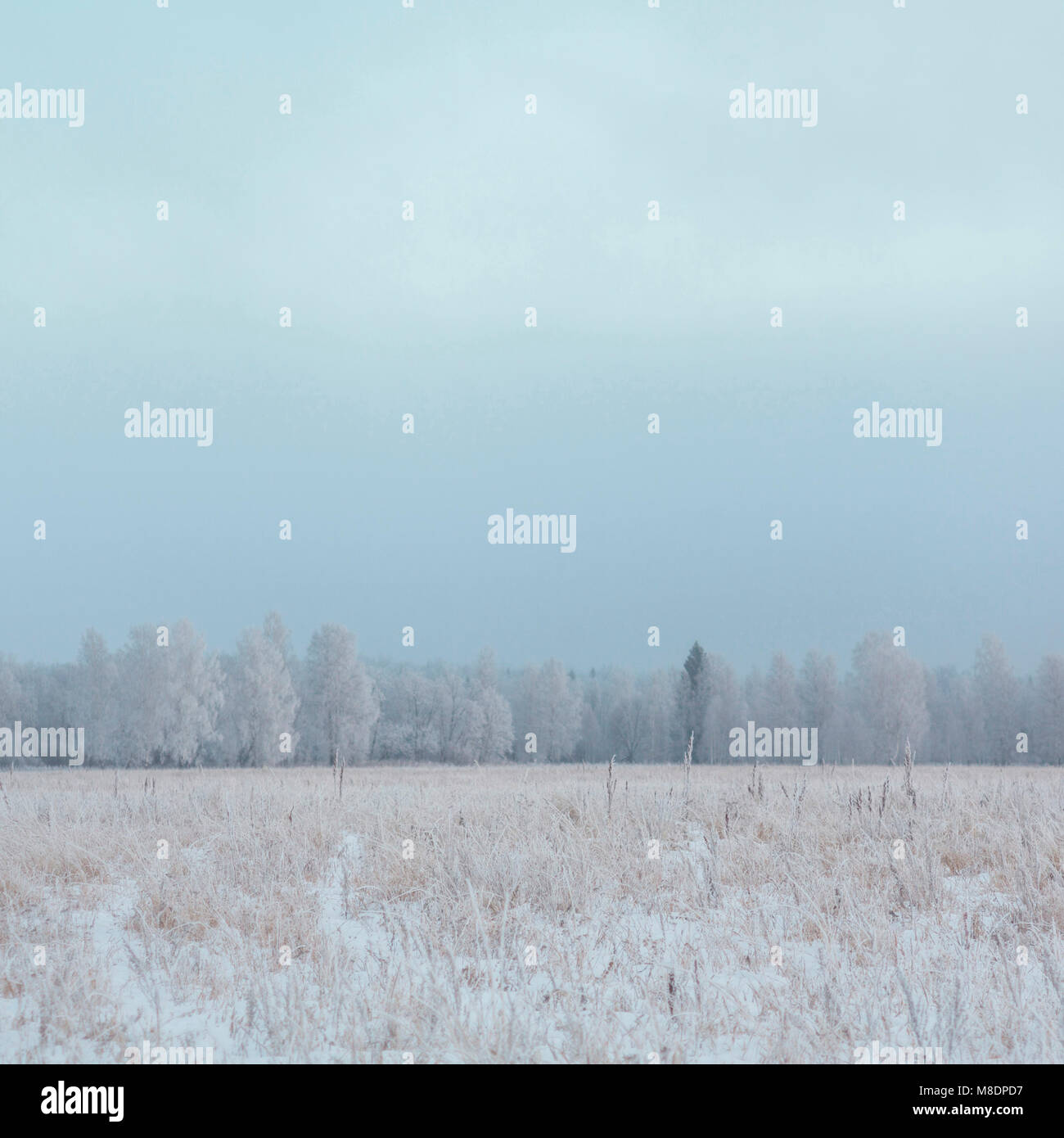 Misty field, Ural, Sverdlovsk, Russia Stock Photo