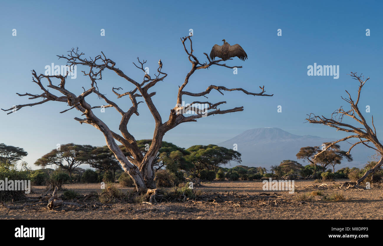 Vulture on a tree in Amboseli National Park, Amboseli, Rift Valley, Kenya Stock Photo