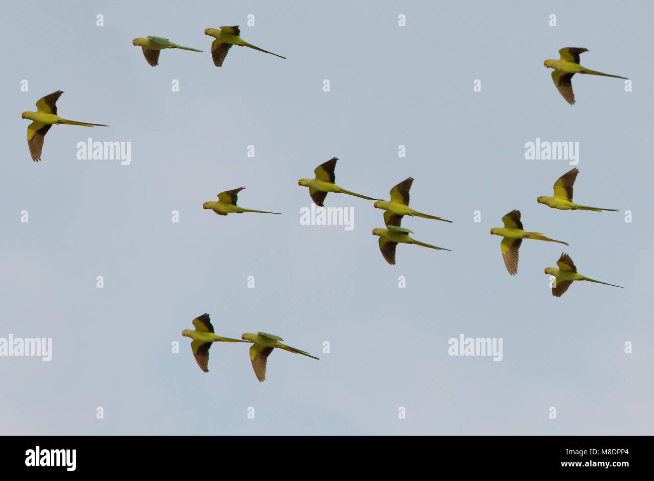 Groep vliegende Halsbandparkieten; Group of flying Rose-ringed Parakeets Stock Photo