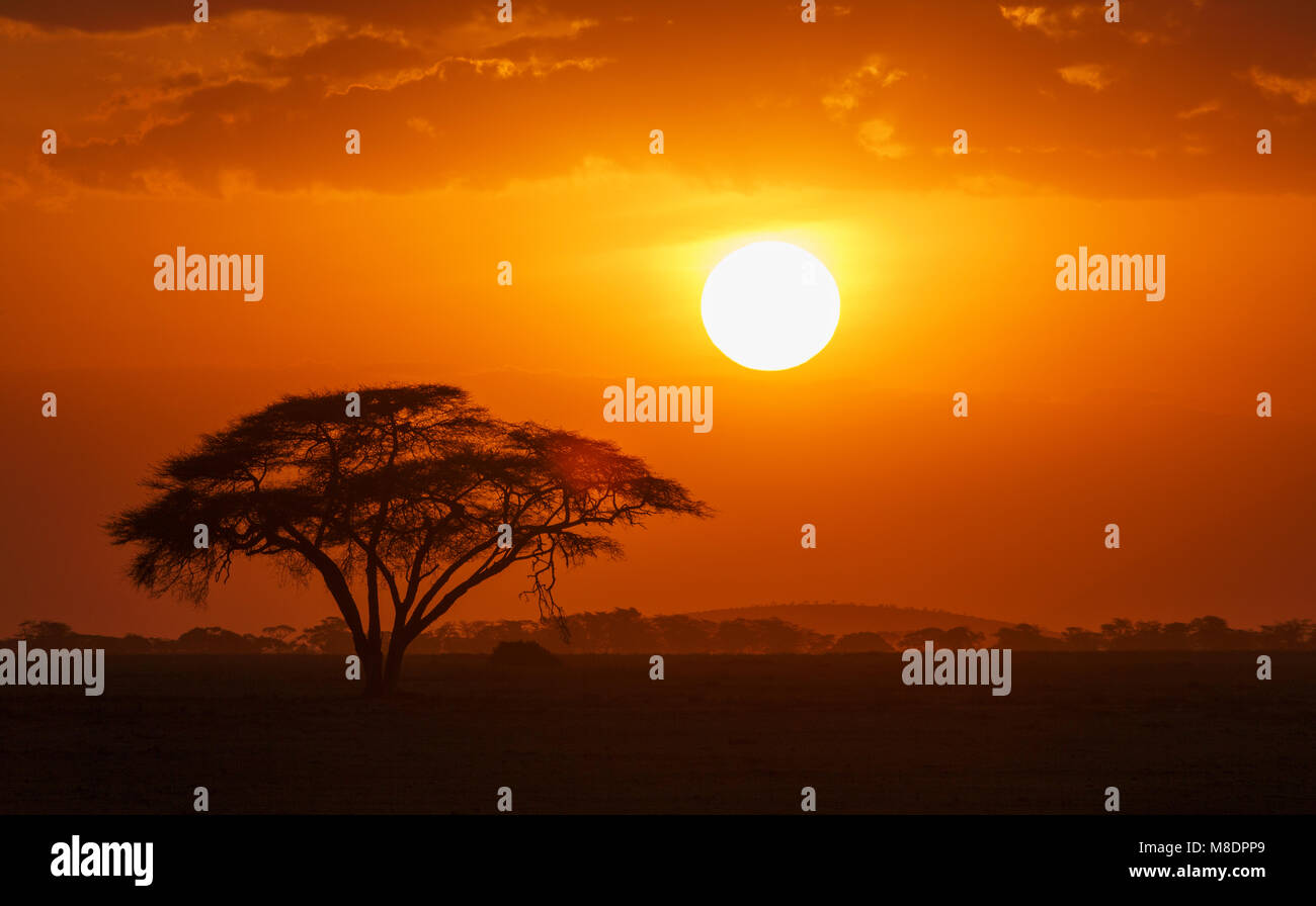 Sunset over a lone acacia tree in Amboseli National Park, Amboseli, Rift Valley, Kenya Stock Photo