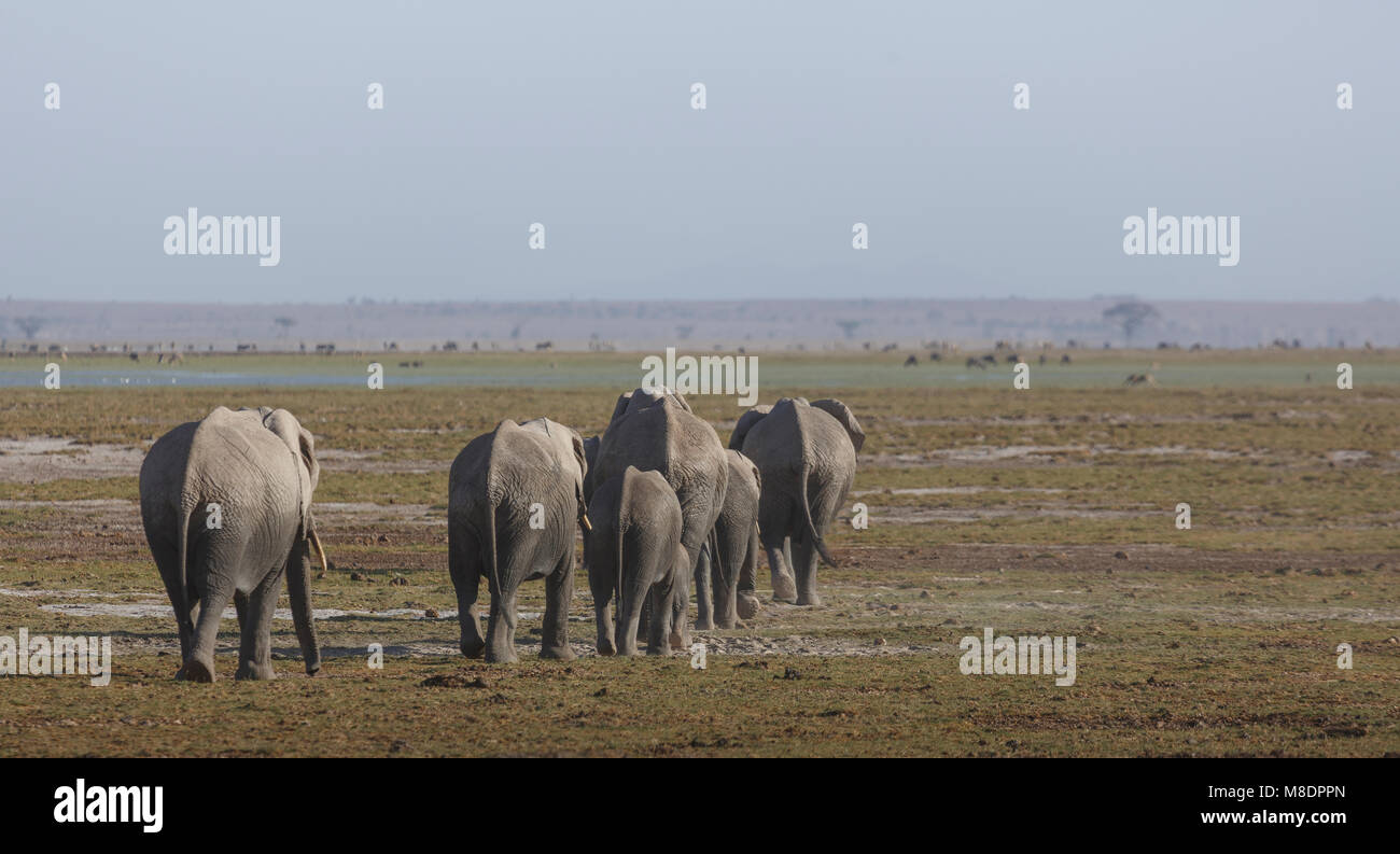 Elephants in amboseli hi-res stock photography and images - Alamy