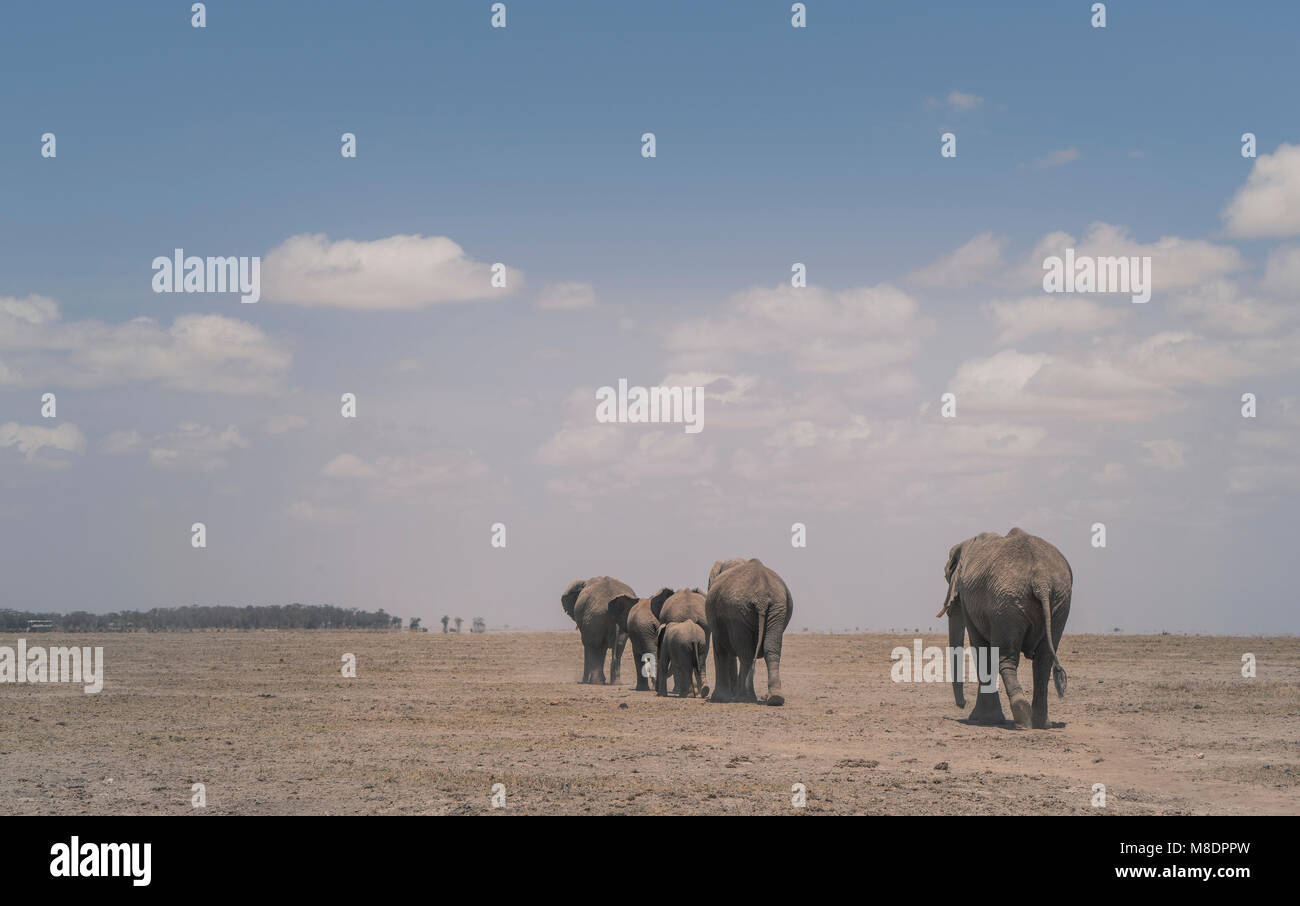 Kenya rift valley herd hi-res stock photography and images - Alamy