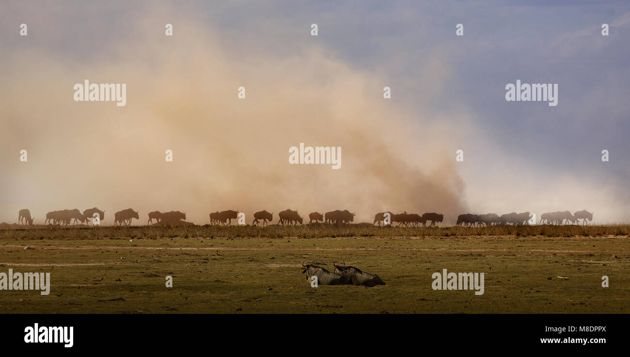 Wildebeest, Amboseli National Park, Amboseli, Rift Valley, Kenya Stock ...