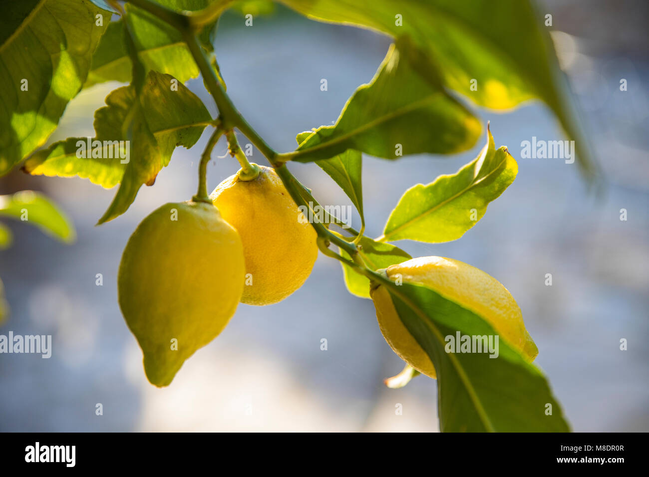 Growing lemons hires stock photography and images Alamy