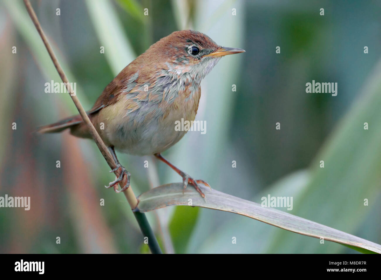 Snor; Savi's Warbler; Locustella luscinioides Stock Photo