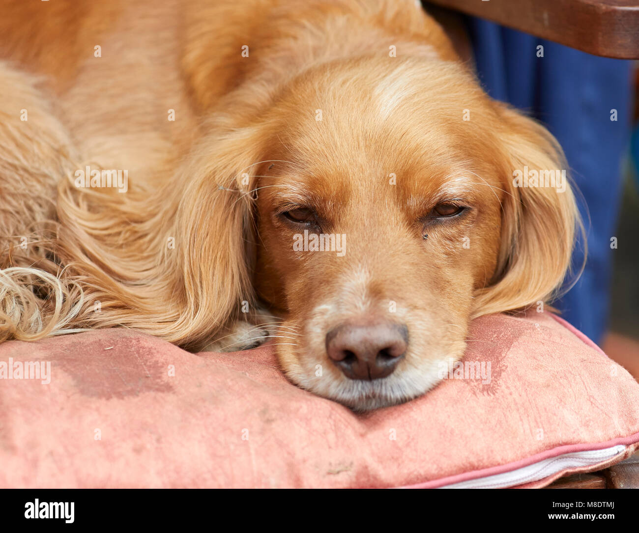 Working Cocker Spaniel resting and thinking about work. Nidderdale